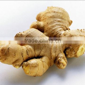 fresh ginger/market prices for ginger/dried ginger bulk fresh ginger