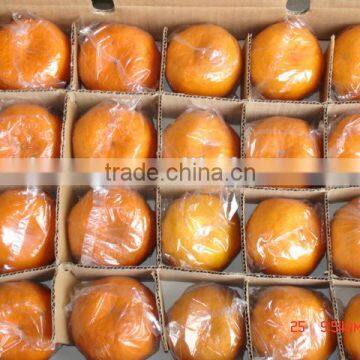 Fresh Mandarin Orange With Factory Wholesales Price photo-6