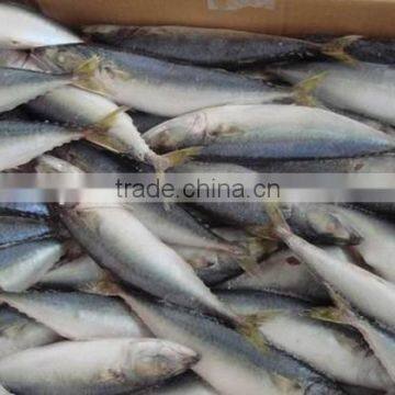 High quality frozen pacific mackerel fish for sale