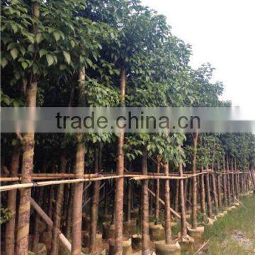 Big size Bischofia polycarpa tree seedling from China