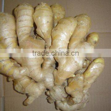 Air dried fresh gingers supplier