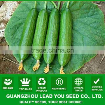 MCU10 Youxuan high yield f1 hybrid green cucumber seeds price