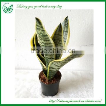 Indoor Sansevieria Plant