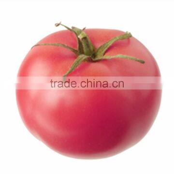 Early maturity good commodity indeterminate pink tomato seeds for planting in the spring and autumn