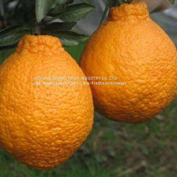 Chinese Fruit Citrus/orange With Own Orchard and Factory photo-3