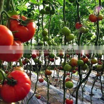 Low cost PEP plastic film covering tunnel tomato greenhouse