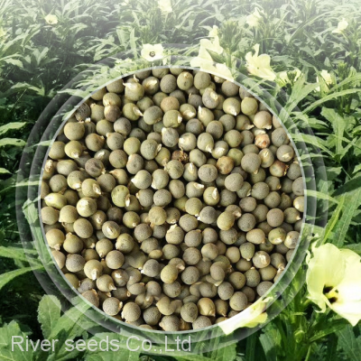 500pcs China Wholesale Hybrid Good Price Red Green Long Okra Seeds Okro Abelmoschus Esculentus Seed for Planting photo-3
