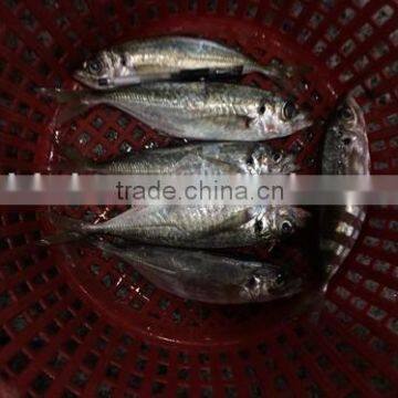 Frozen Seafood Horse Mackerel With China Exports 140 - 200 g/ Pcs photo-3