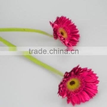 Fresh Purple Petal natural gerbera