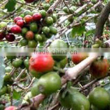 green coffee bean extract--powder/pure chlorogenic acid