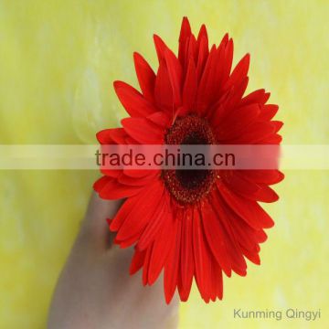 Fresh cut flowers Gerbera flowers from Kunming