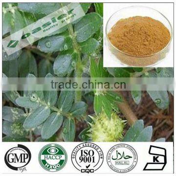 Natural GMP hot sale tribulus terrestris saponins powder to calm the mind