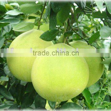 Sweet Honey Pomelo
