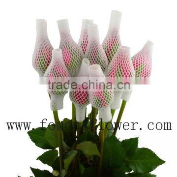 Many Types Best Selling Fresh Cut Flowers Pink Roses Beekeeping Flower From Yunnan, China photo-3