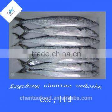 Sea spanish mackerel fish from china