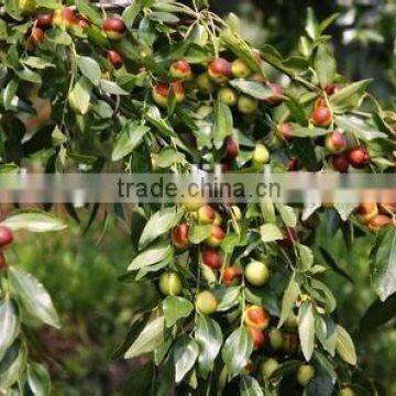 2015 Hot Sold Factory Supply GMP Certified Wildjujube Oil photo-4