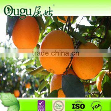 2016 China fresh navel orange, fresh orange wholesale