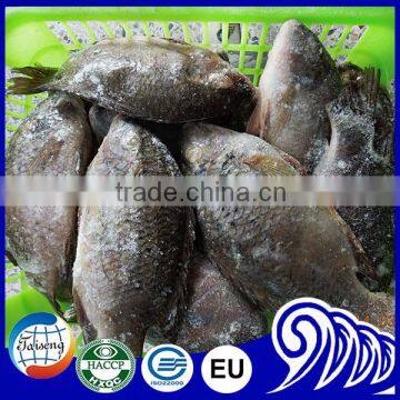 Prix Tilapia