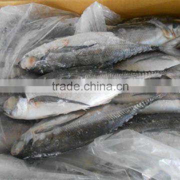 FROZEN HORSE MACKEREL WHOLE ROUND photo-2