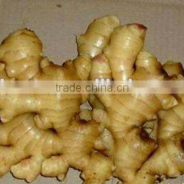 2012 best ginger for export