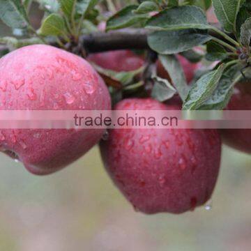 Sweet and juicy taste red delicious apple fresh Huaniu apple