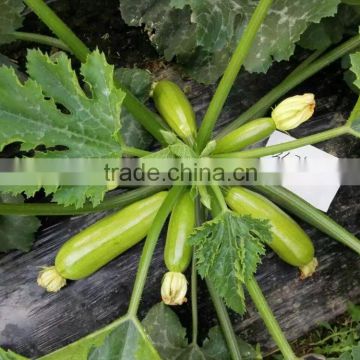 Chinese vegetable seeds High yield hybrid Squash seeds Zucchini seeds for growing-ZhengYu 28