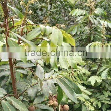 Dimocarpus Longan Lour Seedling photo-3