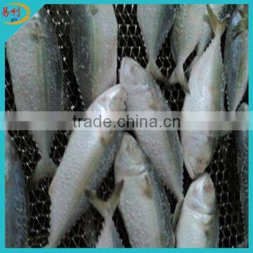 Wholesale fresh indian mackerel fish IQF