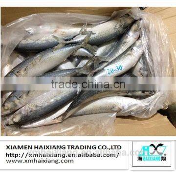 Frozen mackerel prices