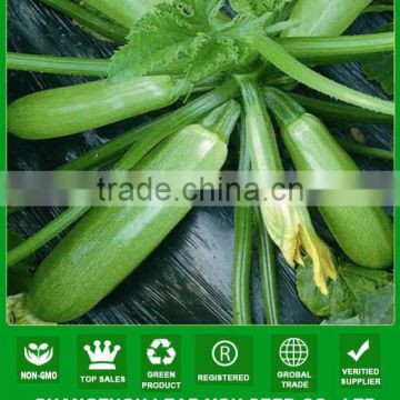 NSQ02 Enshang hybrid squash seed vegetable seeds for sale