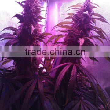 2016 ETL Listed Mars Pro II 128 Full Spectrum COB LED Grow Light Intensive Light Increase Yields Hydroponics Grow Light photo-5