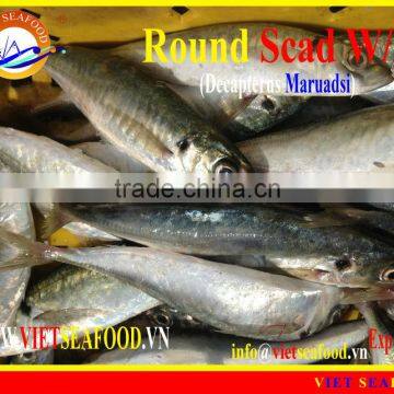 FROZEN ROUND SCAD WHOLE ROUND