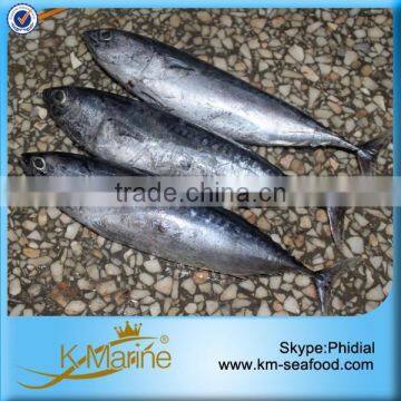Zhejiang Ningbo Sea Frozen Bonito Tuna photo-5