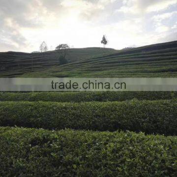 Natural Herbal 3 Ballerina Benefit Slimming Tea For Weight Loss Body Slim Green Tea Herbs Blending Diet Tea photo-5