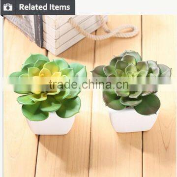 Cutest Succulent Plants Wholesale Mini Tropical Plants photo-5