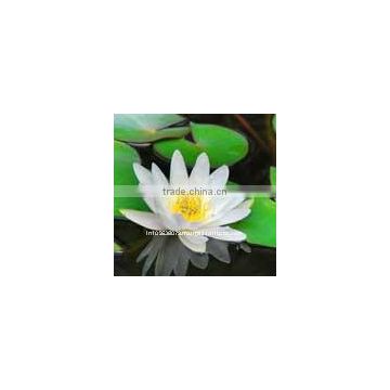 White Lotus Absolute Oil