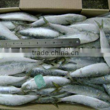 Frozen wholesale sardines for market 100 -120 pcs