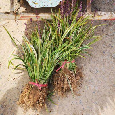 Prices, Pictures, and Quotation Table of Liriope Muscari From Jiangsu Base in 2022 photo-2