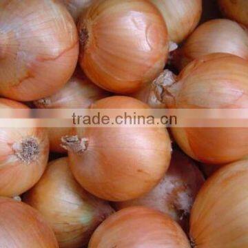 300kg/h Onion Skin Peeling and Removing Machine|Fresh Onion Skin Peeler/Remover/Skinner photo-3