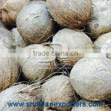 Fresh Indian Coconuts in Semi Husked Condition