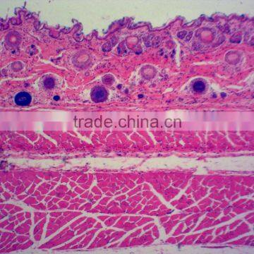 Zoology Animal Histology Prepared Slides for Microscopes photo-2