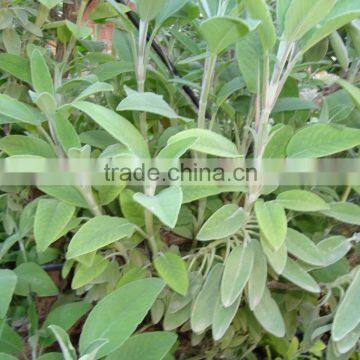 Sage Oil Steam Distilled photo-2