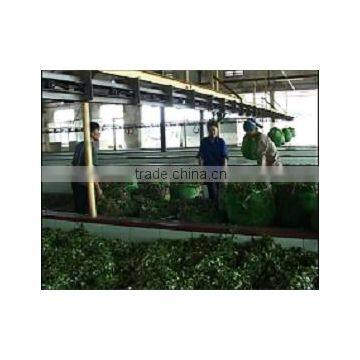 Best Quality and Competitive Price Green Tea With Sweet Taste photo-5