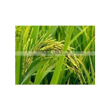 LONG RICE EXPORT