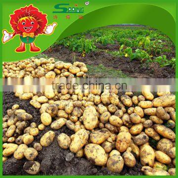 fresh yellow potato price 2016