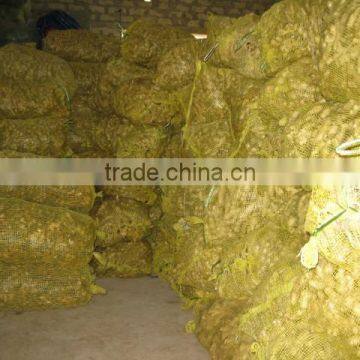 Best Ginger, Fresh Ginger From Viet Nam 2015-2016 photo-3