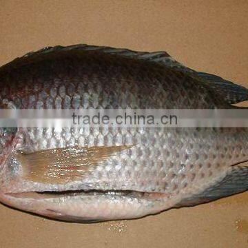 2016New season of frozen Gutted Black Tilapia from China