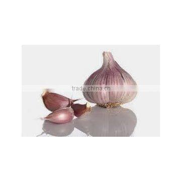 MODERN Fresh Egyptian Garlic