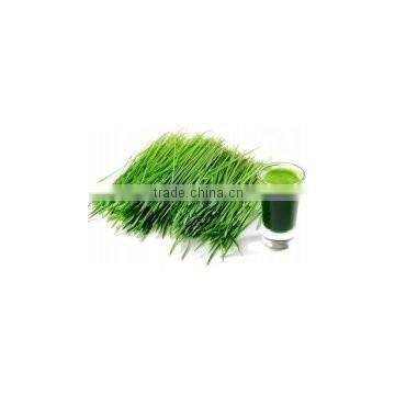 Organic Vegetable Powder Wheat Grass Powder photo-4