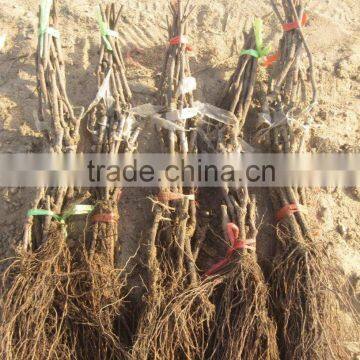 Easy Survival Putao Shu:The Grape Seedling photo-5